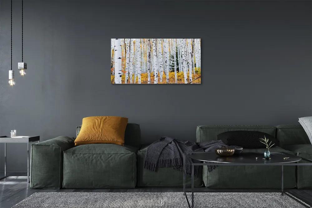 Foto quadro su tela Birch autunnale 100x50 cm