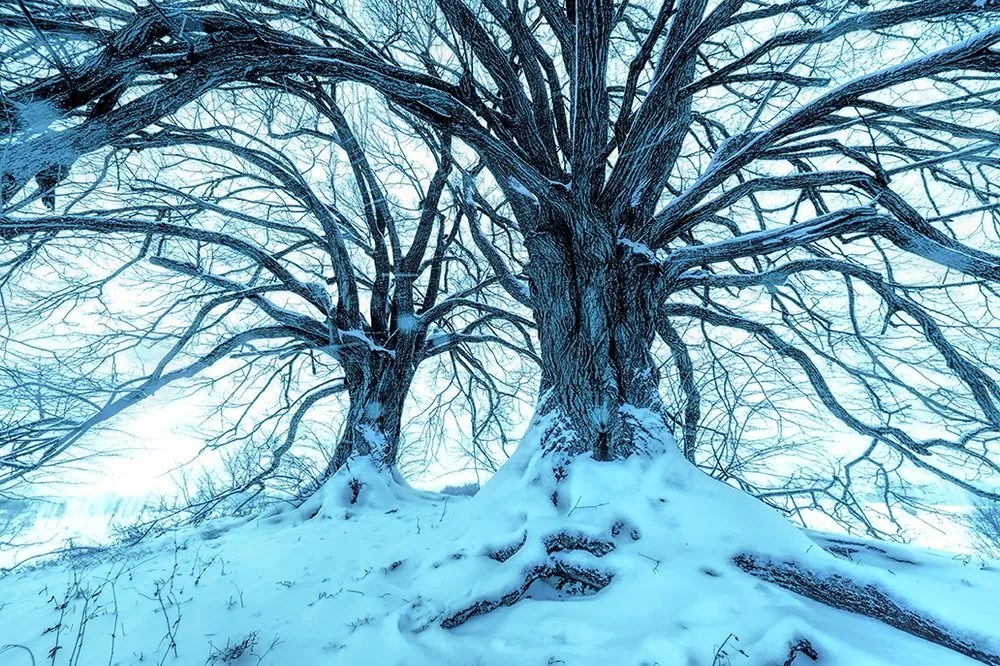 Carta da parati – Arrivo dell'inverno
