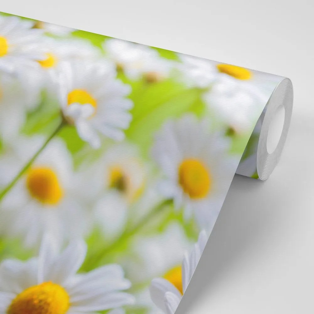 Carta da parati – Prato primaverile pieno di fiori