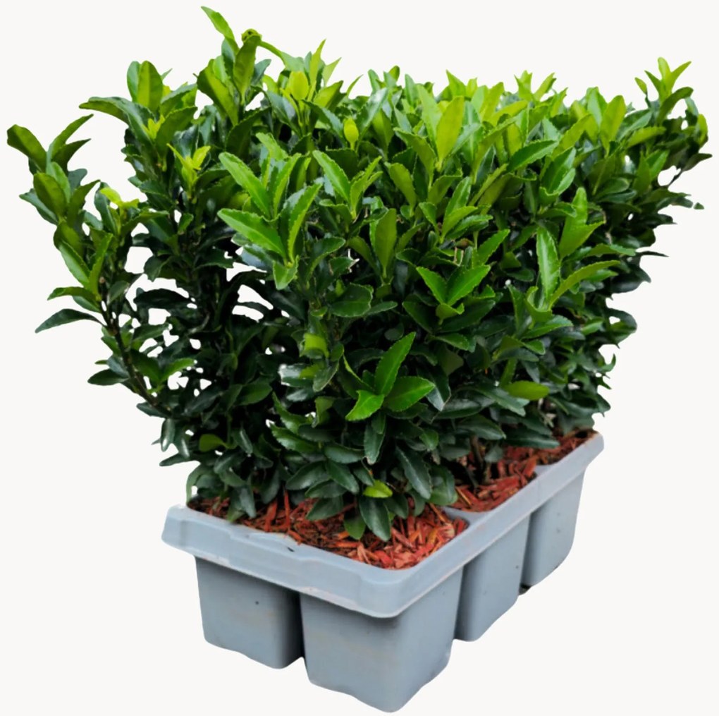 Set di 6 piante vere Euonymus japonicus Green Spire