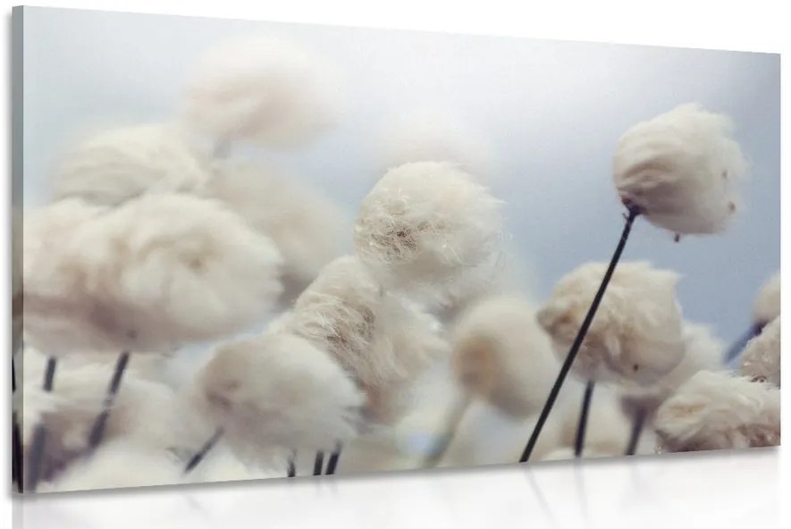 Quadro su tela – Fiori artici di cotone