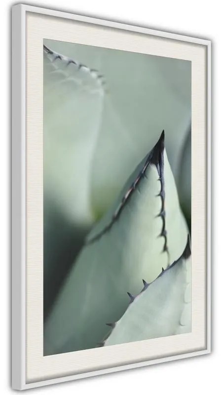 Poster  Young Leaf of Agave  Cornice Quadri Cornice nera, Larghezza x Altezza Home decor 20x30