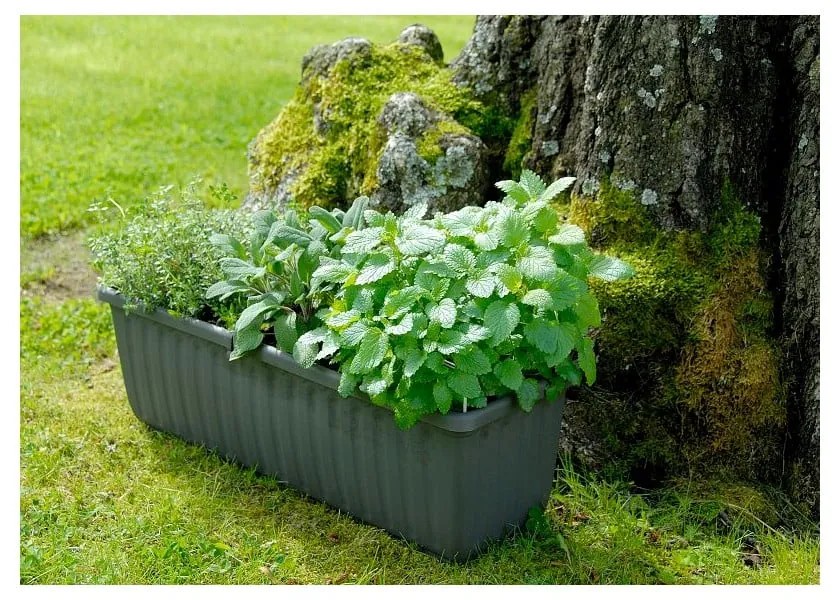 Cassetta di plastica per l'irrigazione 80 cm Siesta - Plastia