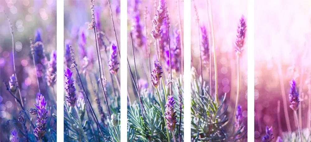 Quadri 5 pezzi – Fiori di lavanda magici