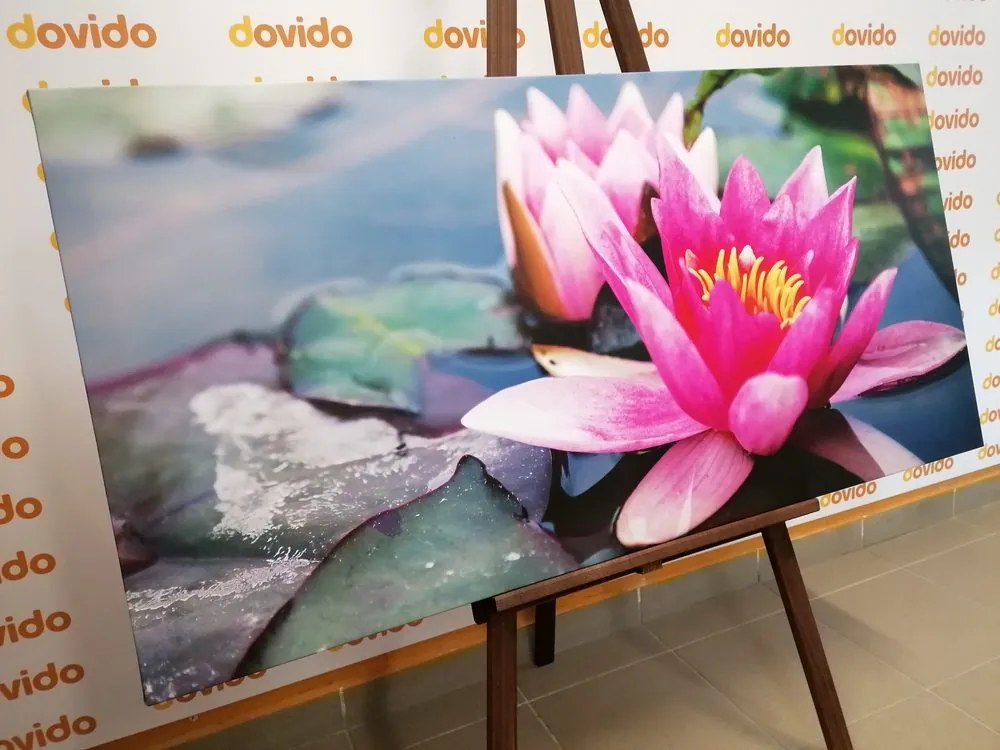 Quadro su tela – Fiore di loto rosa