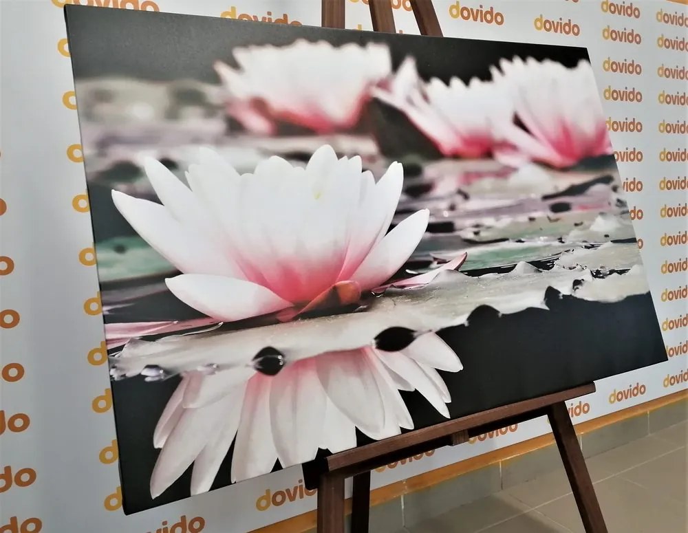 Quadro su tela – Fiore di loto
