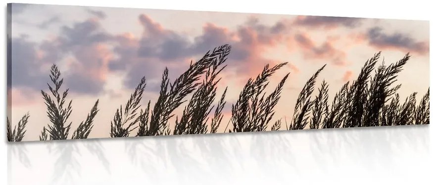 Quadro su tela – Spighe di erba lunga