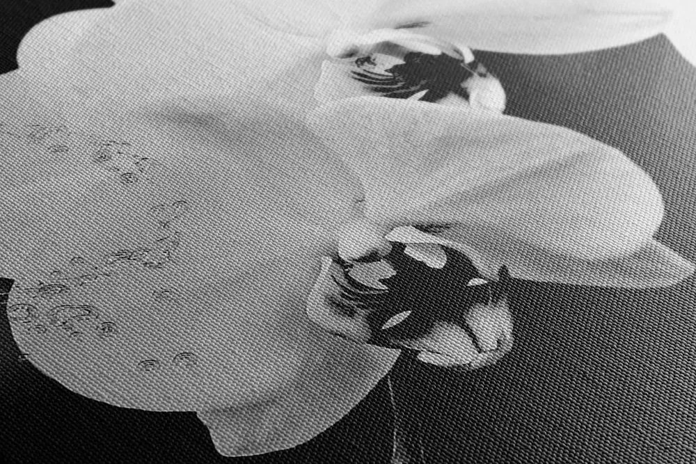 Stampa su tela – Orchidea e farfalla in bianco e nero