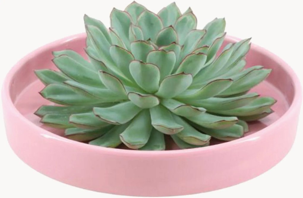 Pianta vera succulenta Echeveria Pulidonis