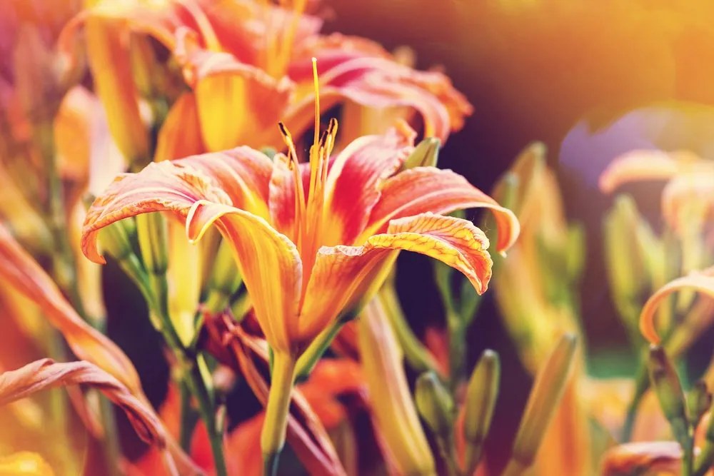 Quadro su tela – Splendidi fiori in giardino