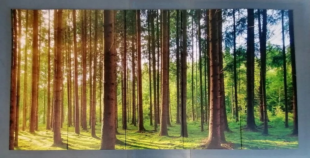 Quadri 5 pezzi – Mattina soleggiata nella foresta