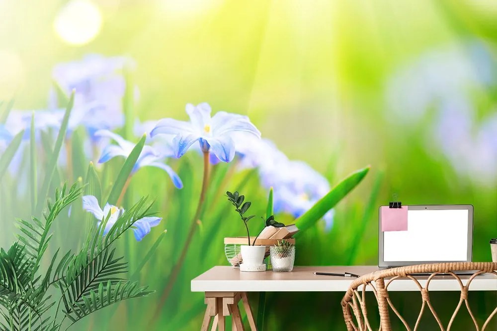 Carta da parati – Fiori sul prato in primavera