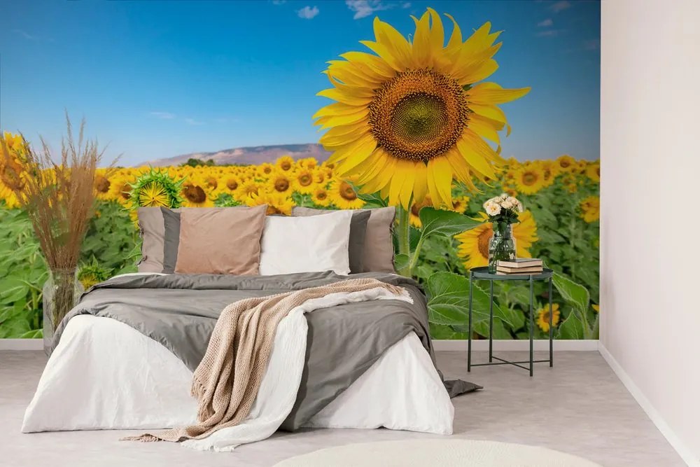 Carta da parati autoadesiva – Campo di girasoli