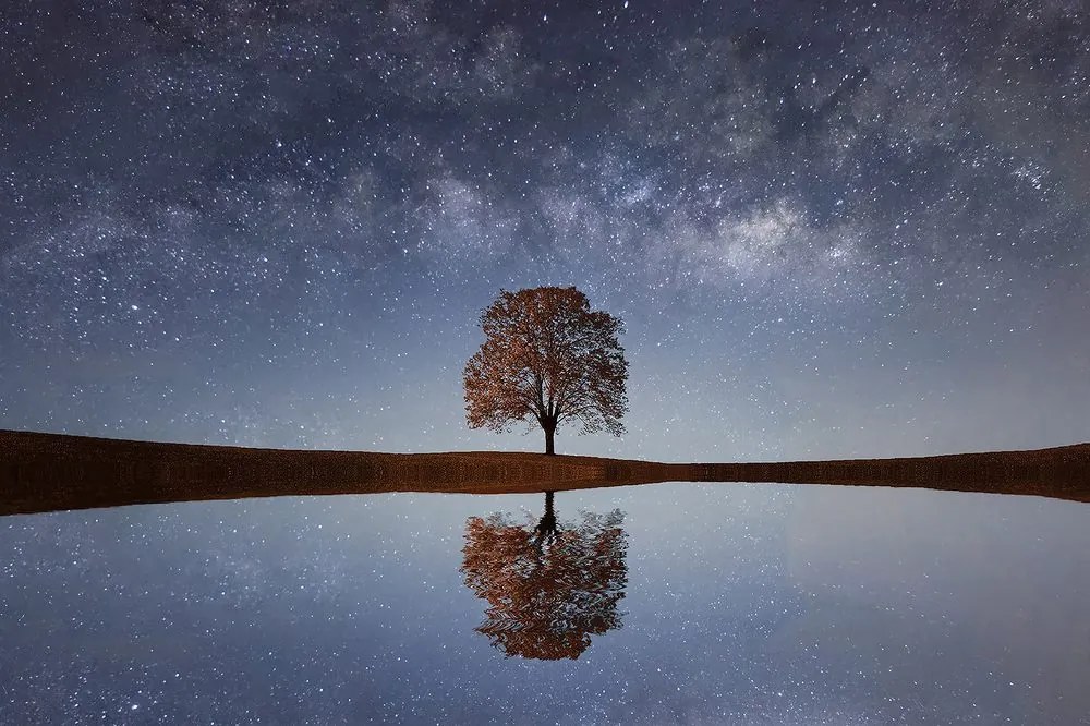 Carta da parati autoadesiva – Cielo stellato sopra l'albero solitario