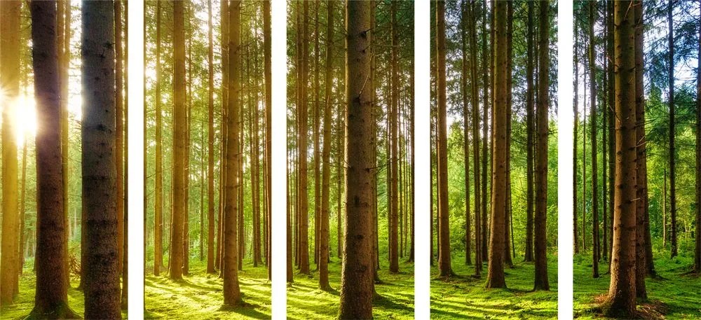 Quadri 5 pezzi – Mattina nella foresta