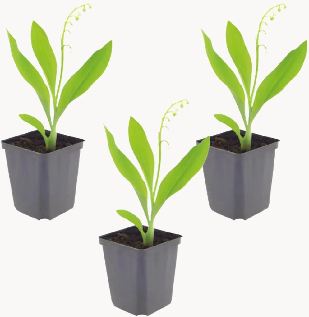Set di 3 piante vere Lily Of The Valley Convallaria Majalis