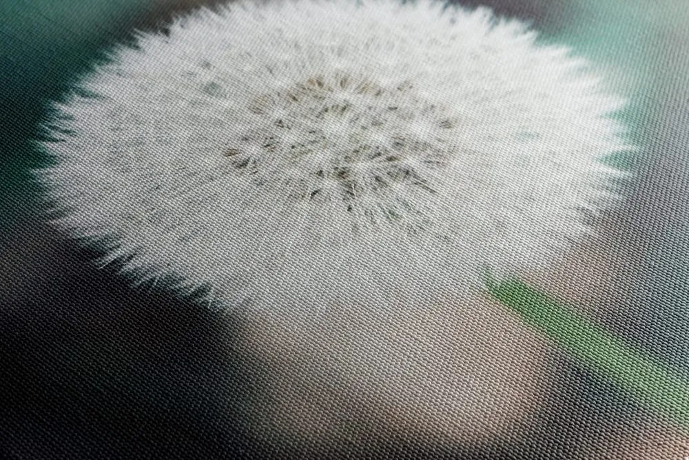 Stampa su tela – Dente di leone bianco soffice