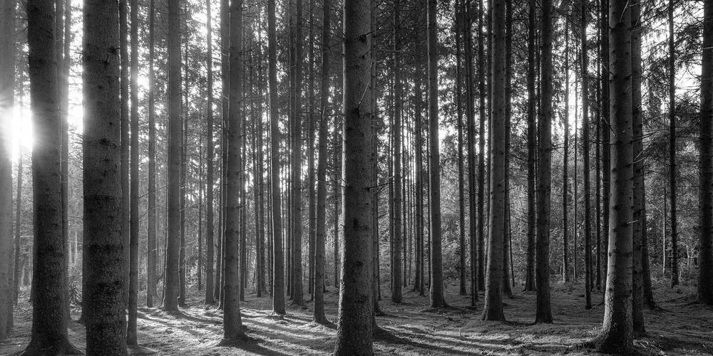 Quadro su tela – Mattina nella foresta in bianco e nero