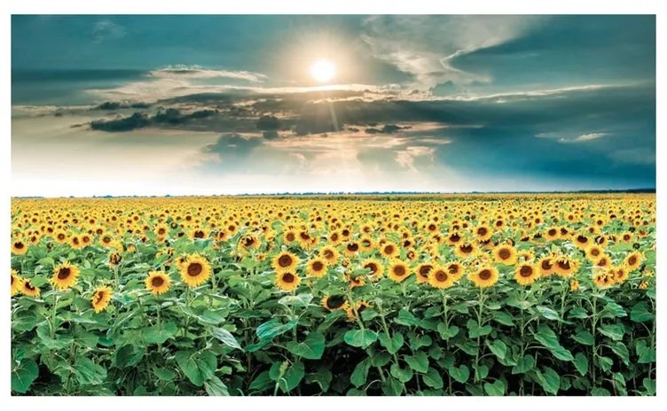 Stampa su tela Sunflowers, multicolore 80 x 135 cm