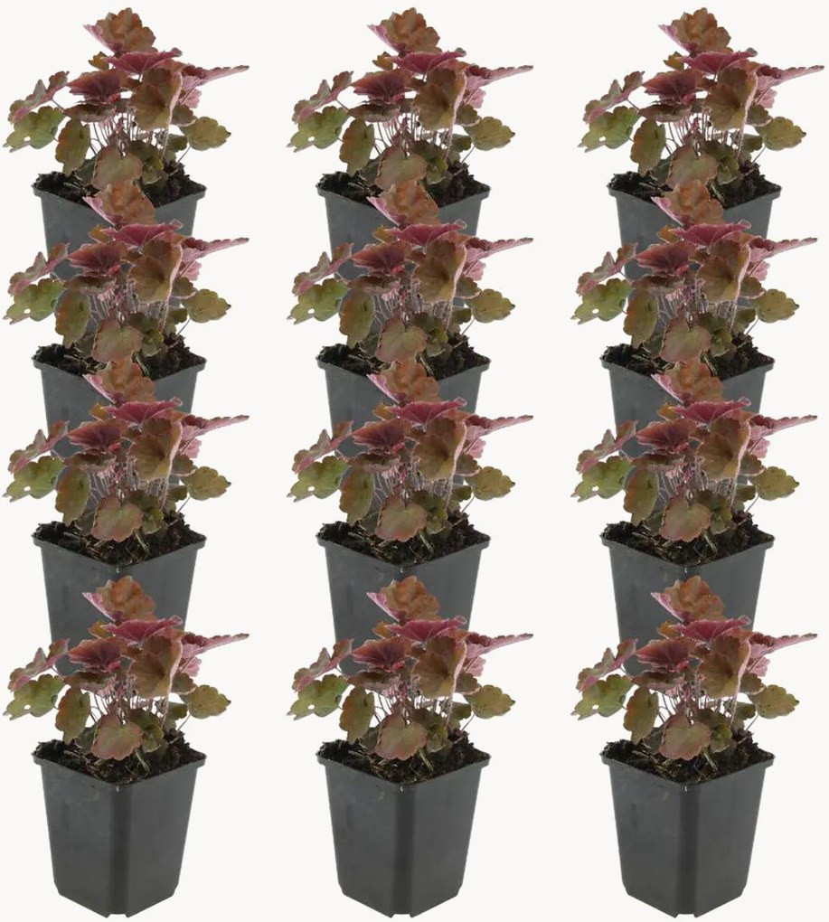 Set di 12 piante vere Coral Bells Heuchera micrantha Palace Purple