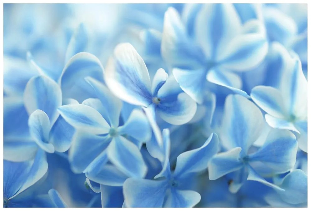 Carta da parati – Fiori di ortensia celesti