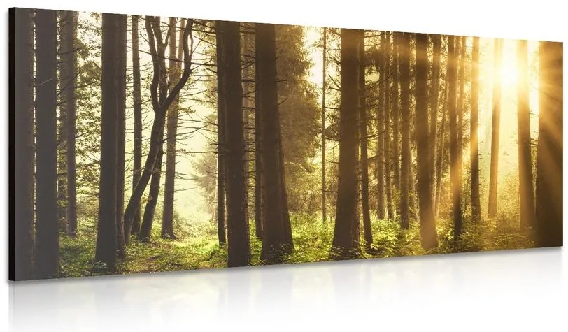 Quadro su tela – Foresta inondata di sole