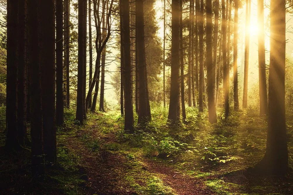 Carta da parati autoadesiva – Foresta illuminata dal sole