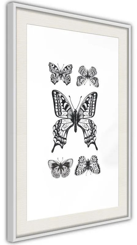 Poster  Butterfly Collection IV  Cornice Quadri Cornice nera con pass-partout, Larghezza x Altezza Home decor 40x60