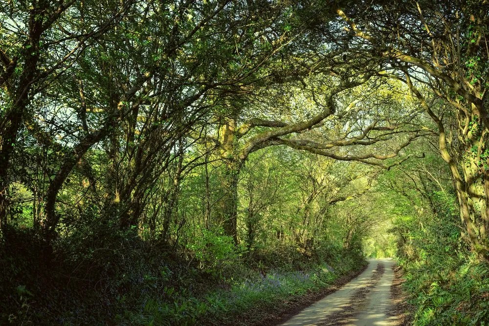 Quadro su tela – Foresta da fiaba