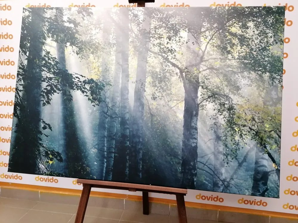 Stampa su tela – Raggi di sole nel bosco nebbioso