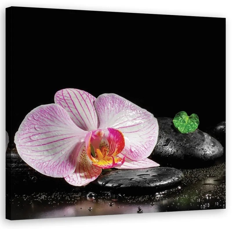 Quadro su tela, Uno zen in fiore di orchidea  Dimensioni 50x50