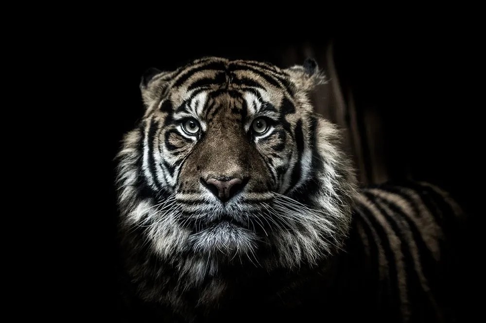 Carta da parati autoadesiva – Tigre