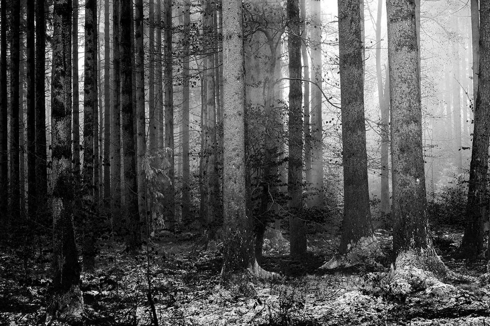 Carta da parati autoadesiva – Mistero del bosco in bianco e nero