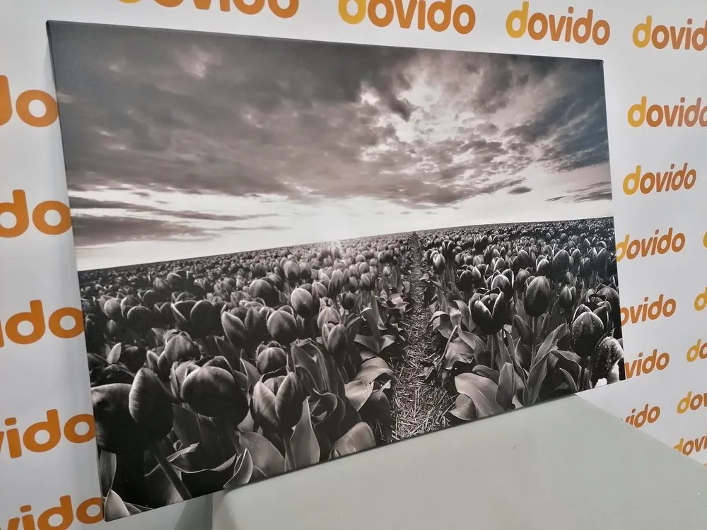 Quadro su tela – Alba sopra il prato con tulipani in bianco e nero