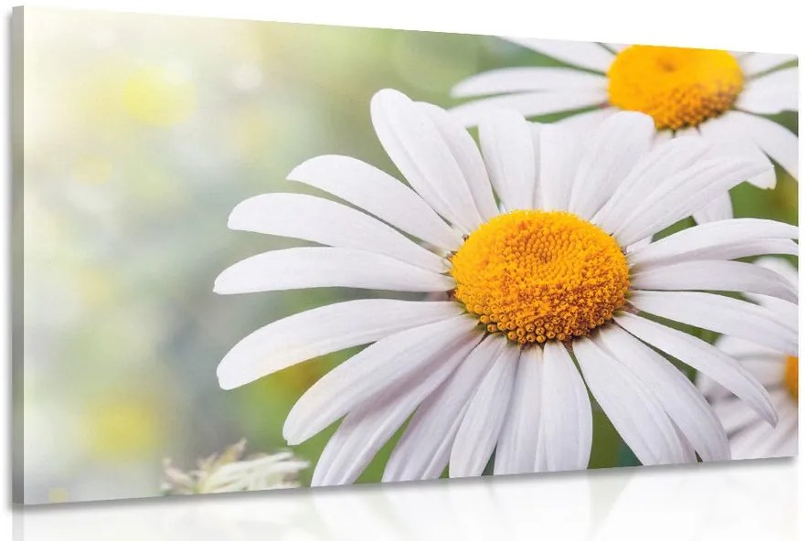 Stampa su tela – Fiori di camomilla