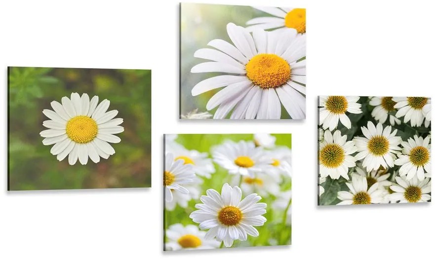 Set di quadri – Fiori incantevoli