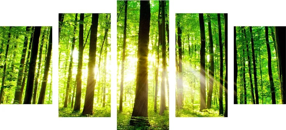 Quadri 5 pezzi – Foresta verde fresca