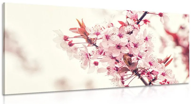 Quadro su tela – Fiori rosa di ciliegio