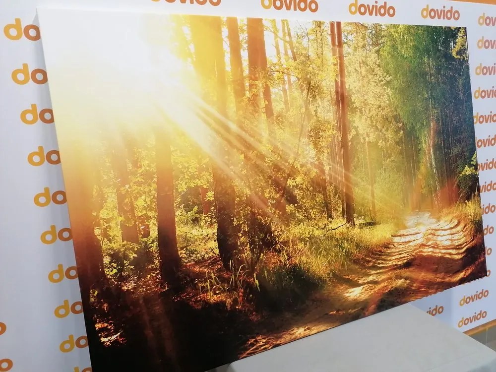 Quadro su tela – Raggi di sole nella foresta