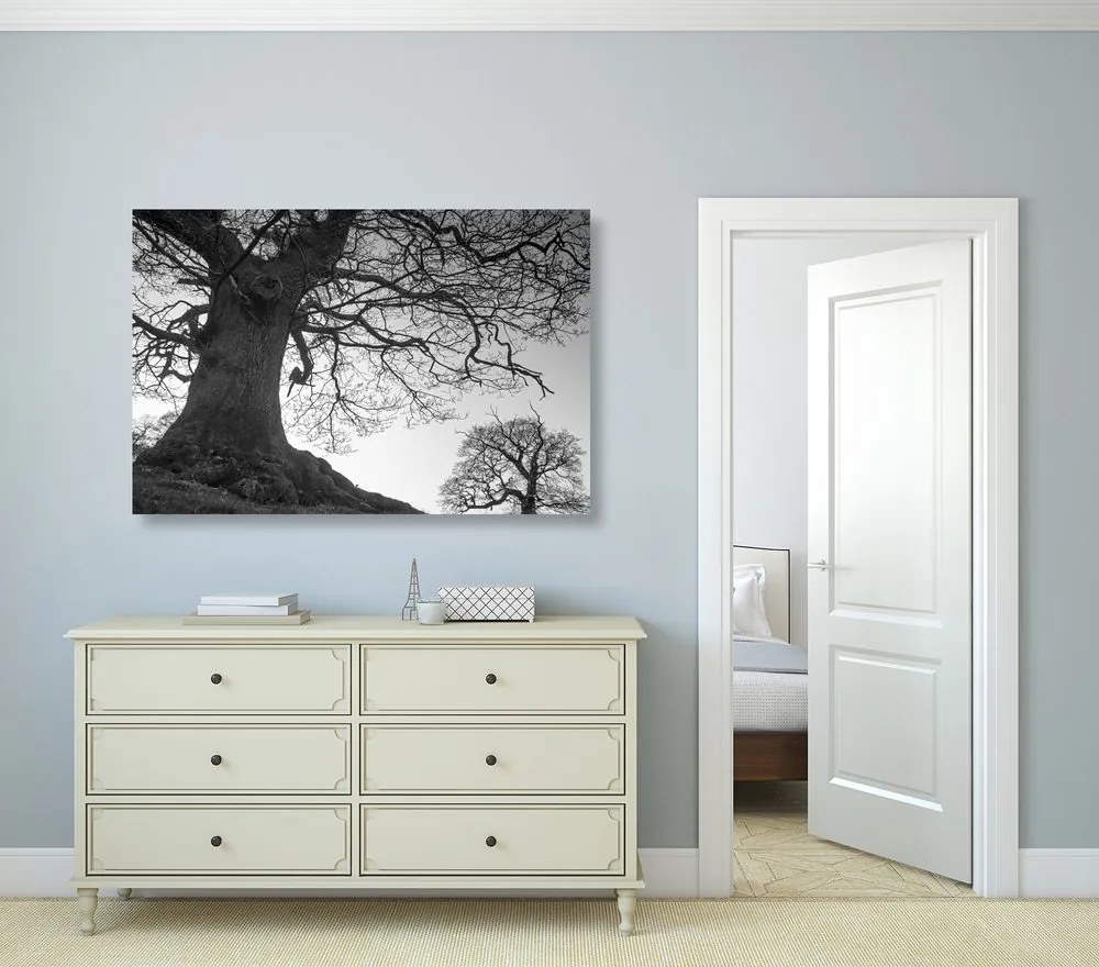 Quadro su tela – Simbiosi degli alberi in bianco e nero