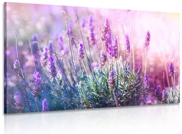Quadro su tela – Fiori magici di lavanda