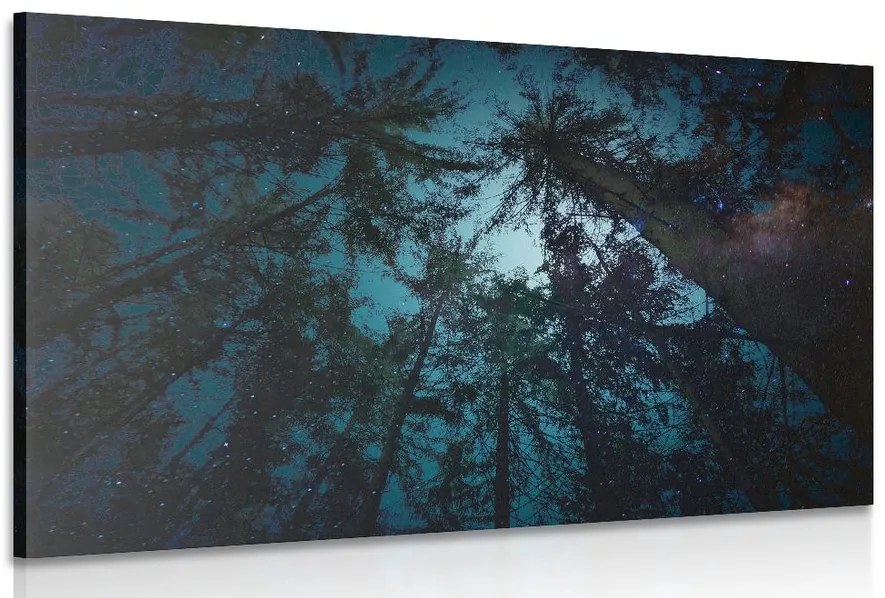 Quadro su tela – Notte nella foresta