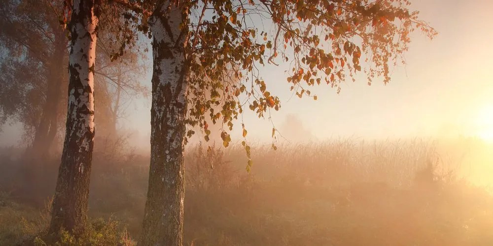 Quadro su tela – Foresta autunnale nebbiosa