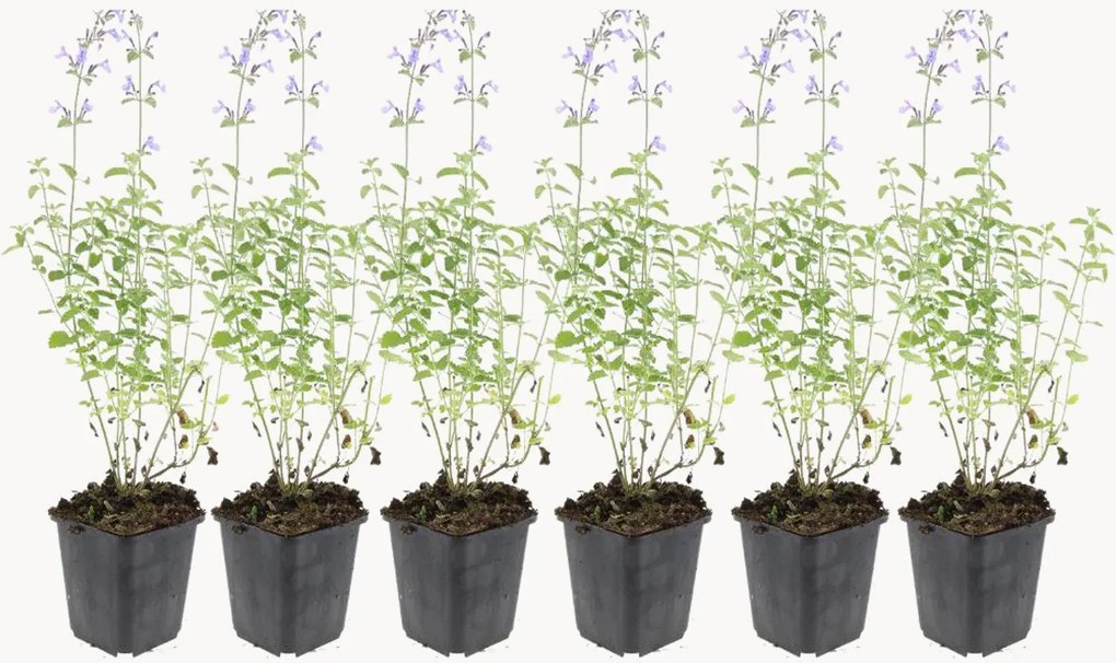 Set di 6 piante vere Nepeta faassenii Walkers Low