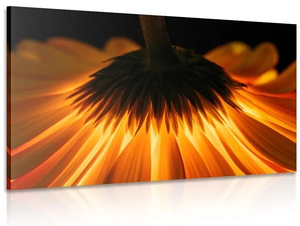 Stampa su tela – Gerbera su sfondo scuro