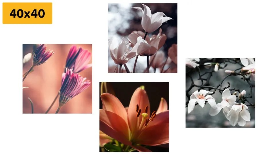 Set di quadri – Delicatezza dei fiori
