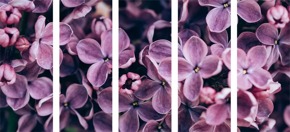 Quadri 5 pezzi – Fiori di lillà viola