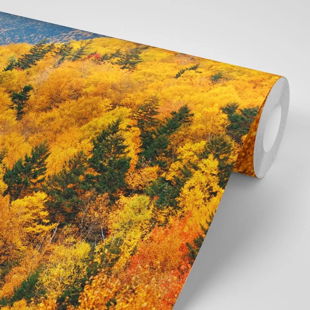 Fotomurale – Vista sulla foresta maestosa