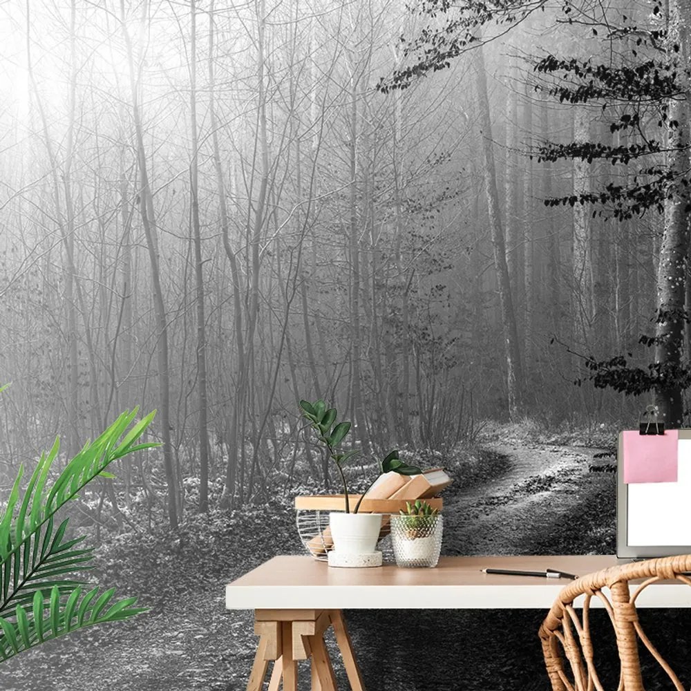 Carta da parati – Sentiero nel bosco in bianco e nero