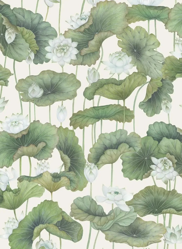 Cole & Son Carta da parati Lily Lotus - White on Cream